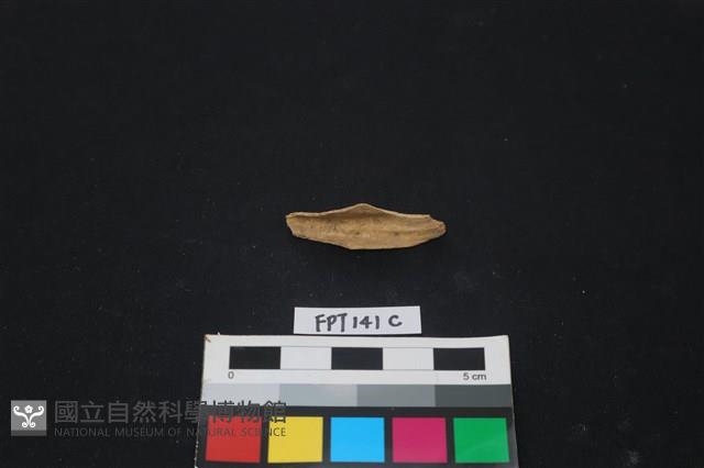哺乳類動物骨藏品圖，第2張