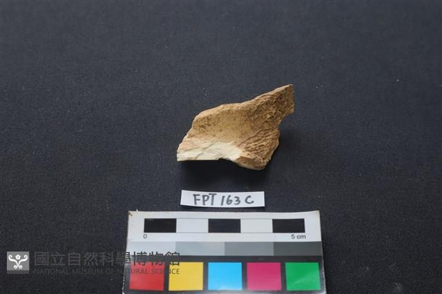 偶蹄類動物骨藏品圖，第2張