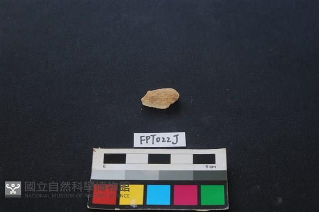 偶蹄類動物骨藏品圖，第2張