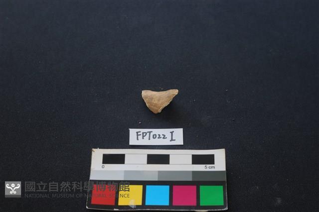 偶蹄類動物骨藏品圖，第2張