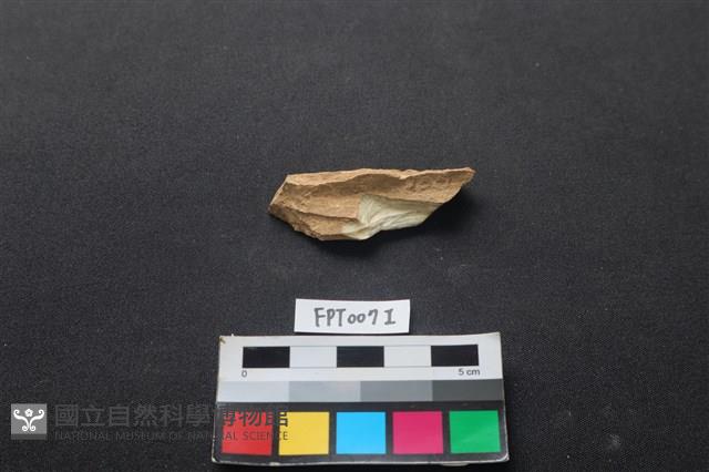 偶蹄類動物骨藏品圖，第2張