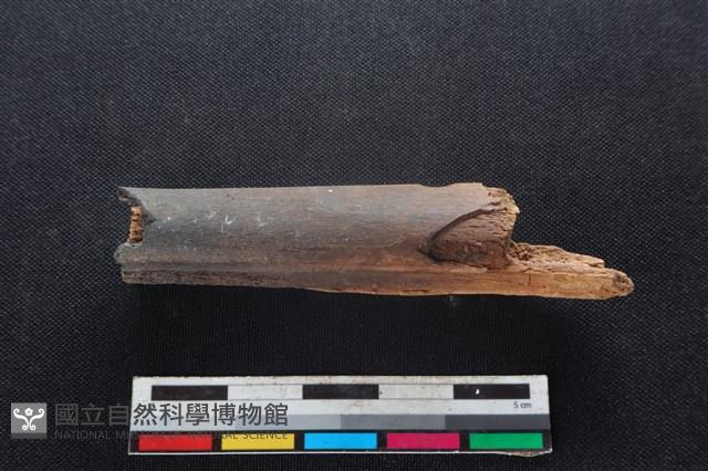 梅花鹿骨藏品圖，第2張