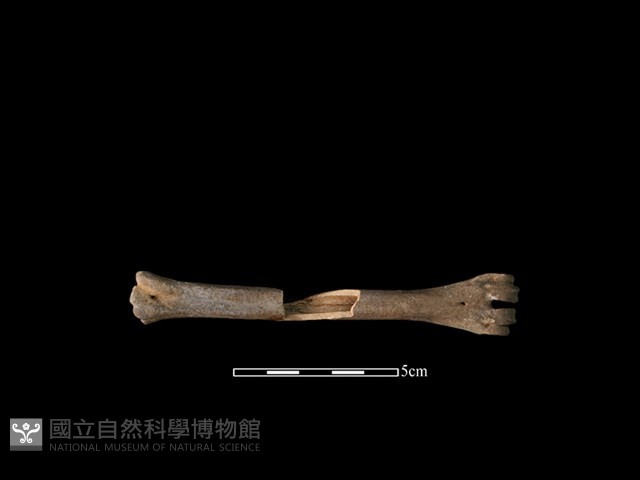 獐骨藏品圖，第2張