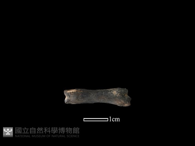獐骨藏品圖，第2張