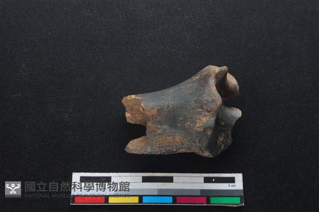 梅花鹿骨藏品圖，第2張