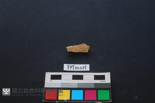 偶蹄類動物骨藏品圖，第2張