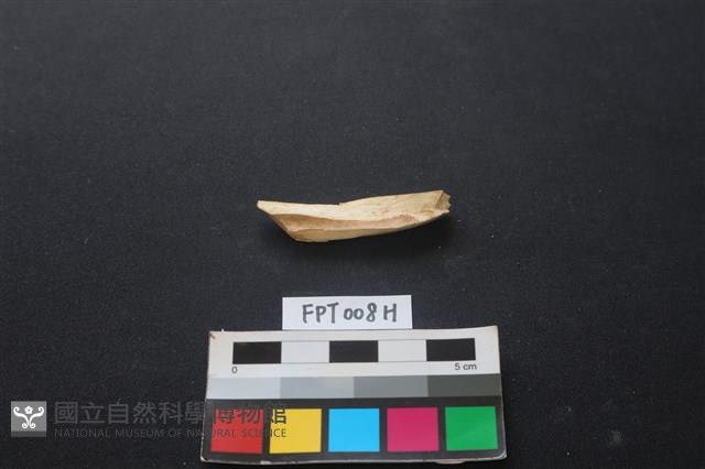 偶蹄類動物骨藏品圖，第2張