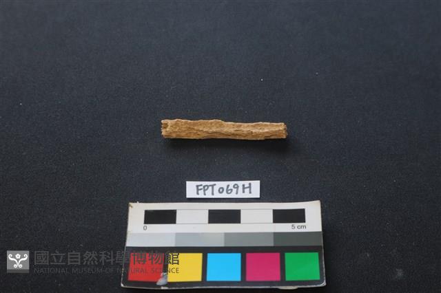偶蹄類動物骨藏品圖，第2張