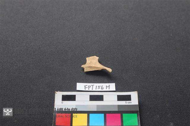 哺乳類動物骨藏品圖，第2張