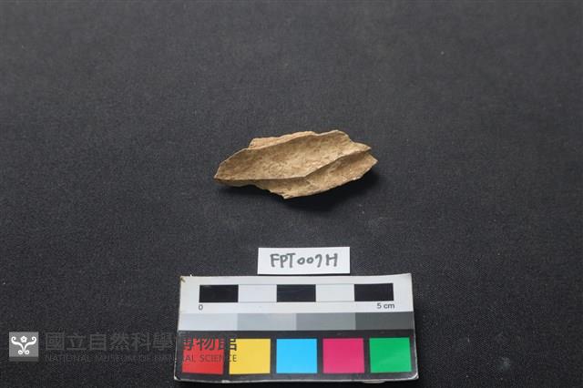 偶蹄類動物骨藏品圖，第2張