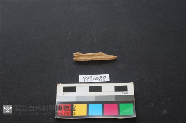 偶蹄類動物骨藏品圖，第2張