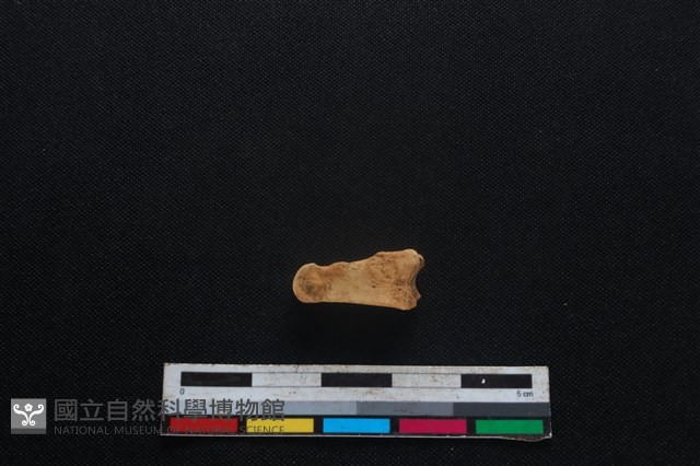 山羌骨藏品圖，第2張