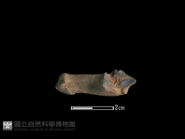 山羌骨藏品圖，第2張