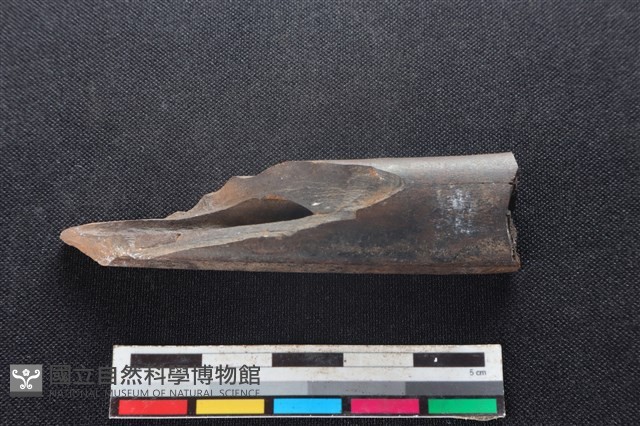 梅花鹿骨藏品圖，第2張