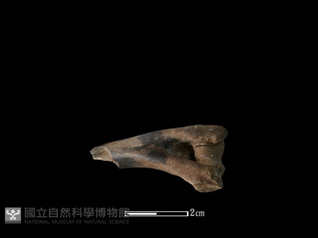 獐骨藏品圖，第2張