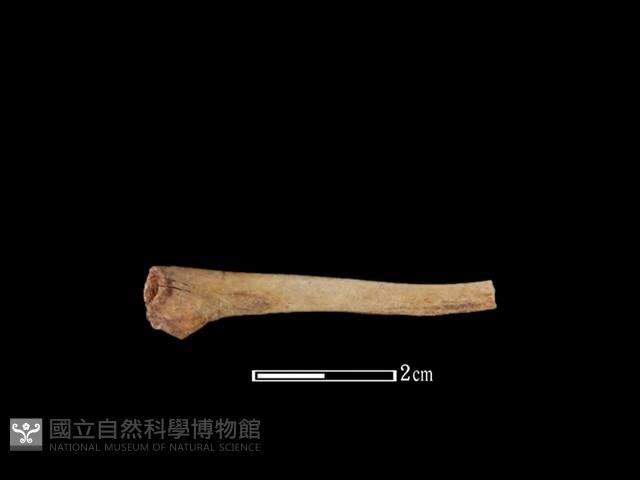 山羌骨藏品圖，第2張