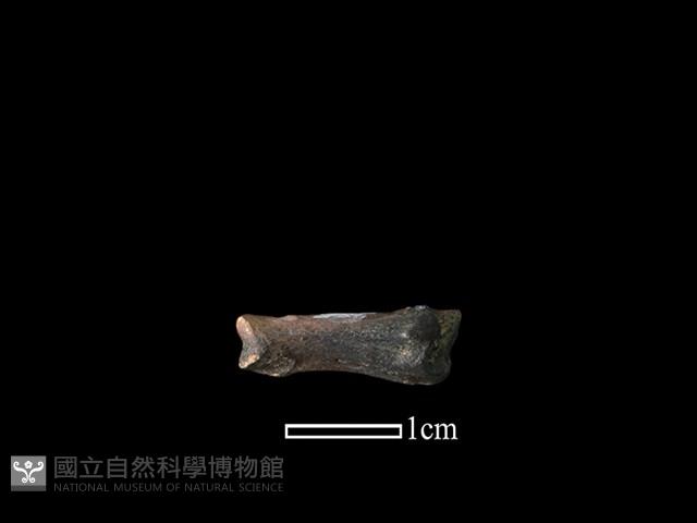 獐骨藏品圖，第2張