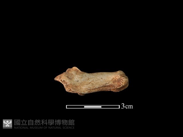 山羌骨藏品圖，第2張