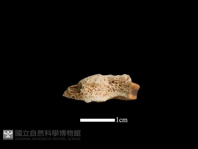 山羌骨藏品圖，第2張