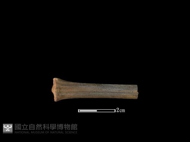 山羌骨藏品圖，第2張