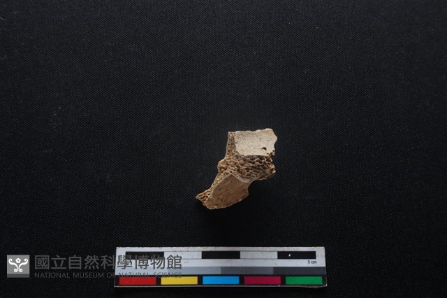 梅花鹿骨藏品圖，第2張