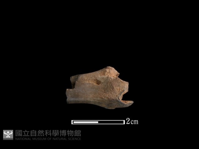 山羌骨藏品圖，第2張