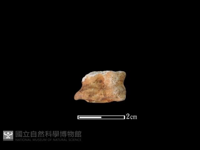 山羌骨藏品圖，第2張