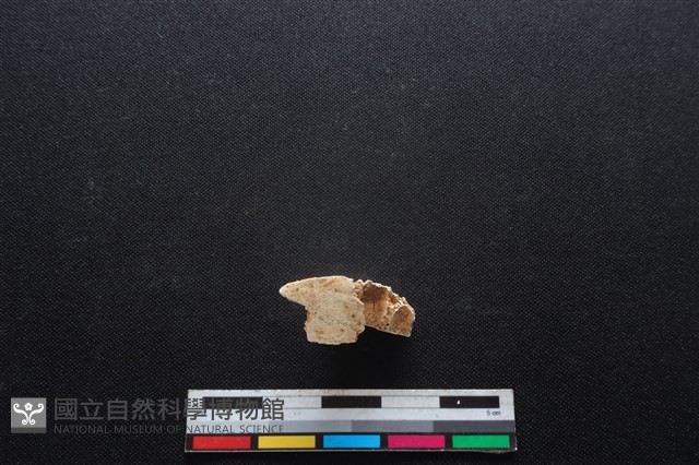 梅花鹿骨藏品圖，第2張