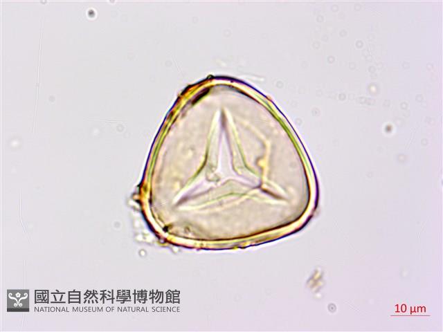 蘭嶼筆筒樹藏品圖，第2張