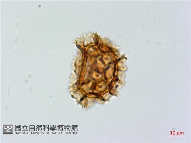 薄葉鐵角蕨藏品圖，第2張