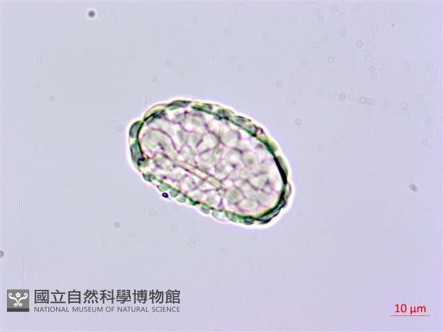 小膜蓋蕨、臺灣小膜蓋蕨藏品圖，第2張