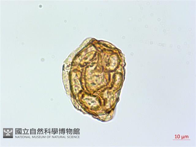 魚鱗蕨藏品圖，第2張