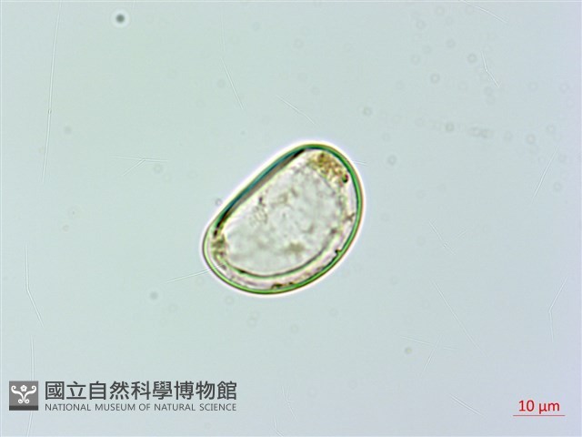 雙扇蕨藏品圖，第3張