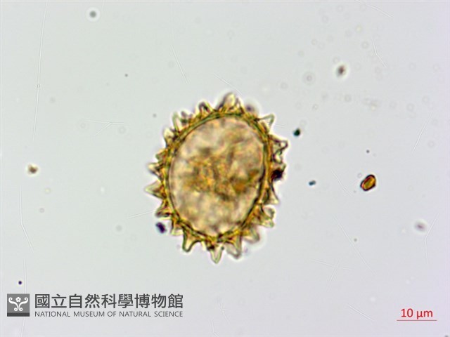亞蹄蓋蕨藏品圖，第2張