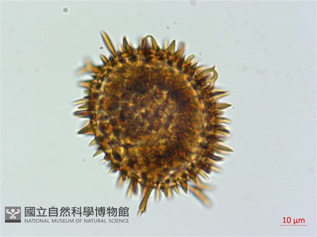 玉山肋毛蕨藏品圖，第2張