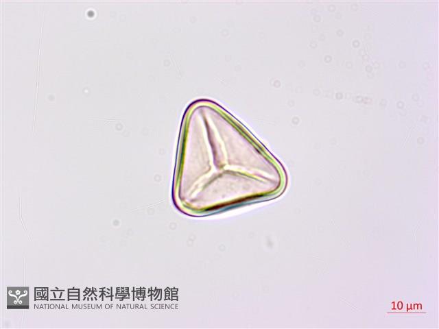 Accession Number:P026006 Collection Image, Figure 2, Total 3 Figures