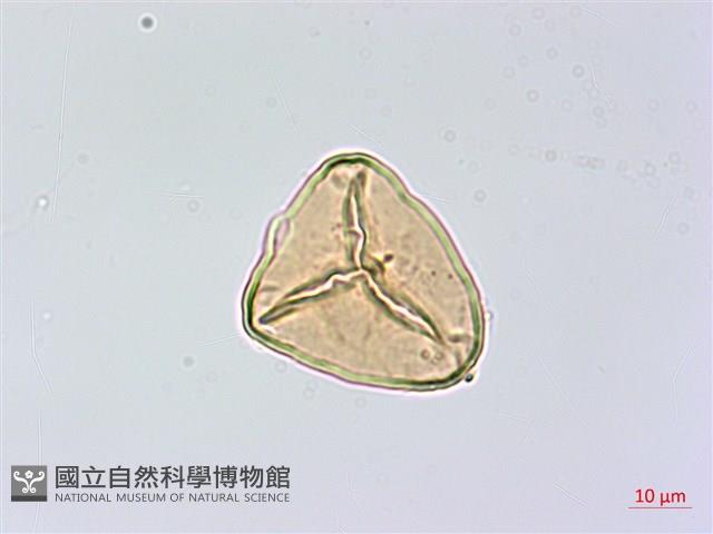 乳頭鳳丫蕨藏品圖，第3張