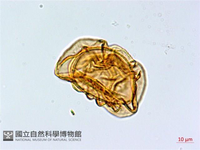 峨眉蕨藏品圖，第3張