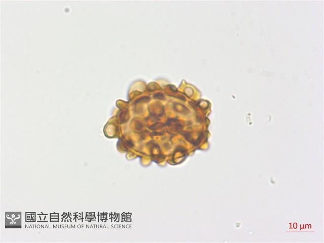 金毛蕨藏品圖，第2張