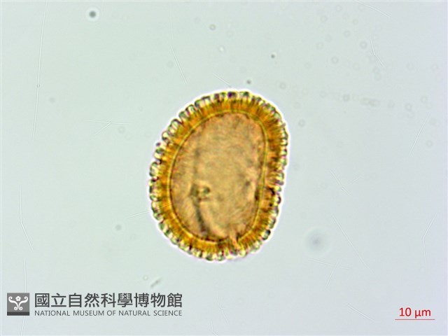 粗柄毛冷蕨藏品圖，第3張