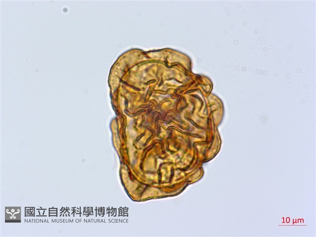 頂囊鱗毛蕨藏品圖，第2張