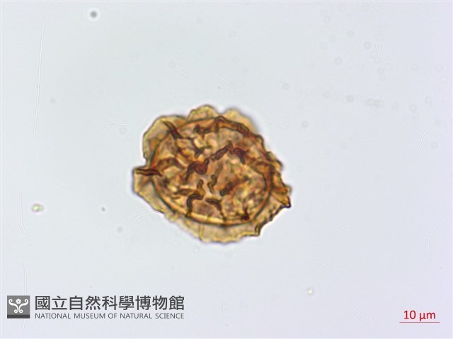 尾形複葉耳蕨藏品圖，第3張