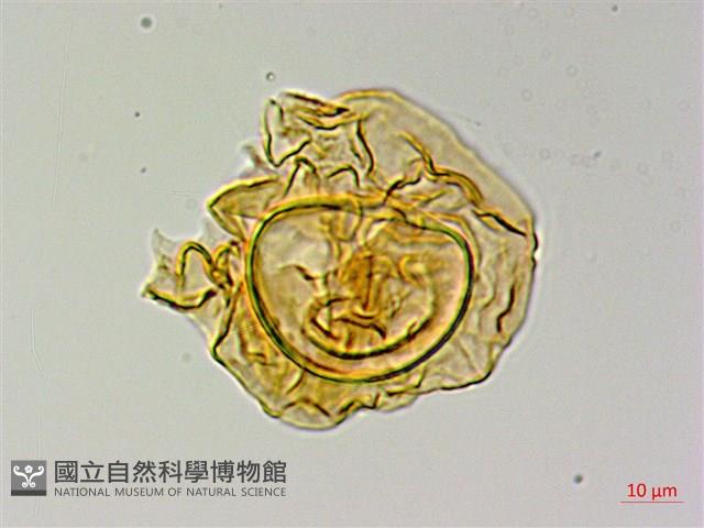 登錄號:P015716藏品圖，第2張