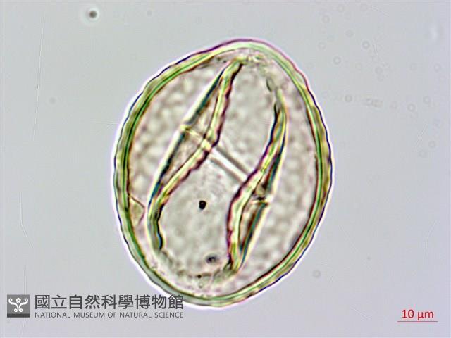宿枝小膜蓋蕨藏品圖，第3張