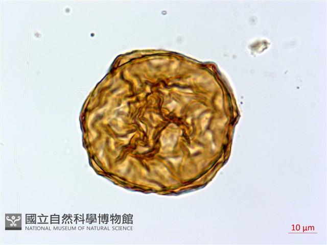 細葉蹄蓋蕨藏品圖，第2張