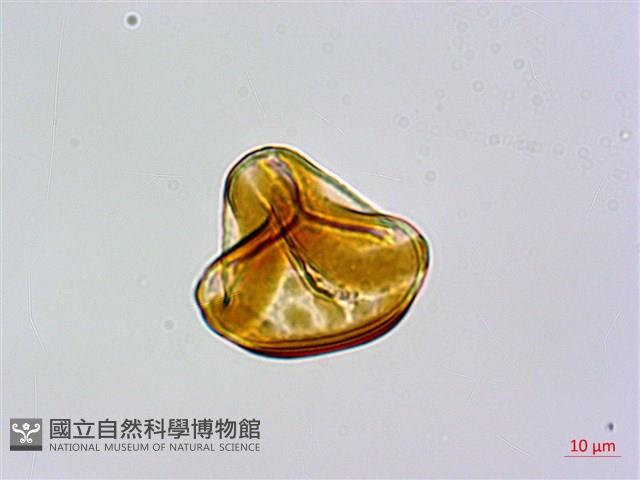 碗蕨藏品圖，第3張