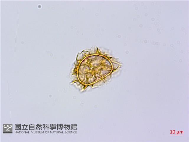 登錄號:P013556藏品圖，第2張