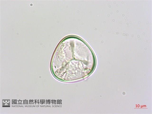 邊緣鱗蓋蕨藏品圖，第3張