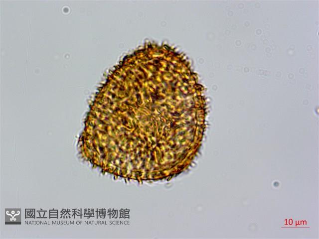 筆筒樹藏品圖，第2張