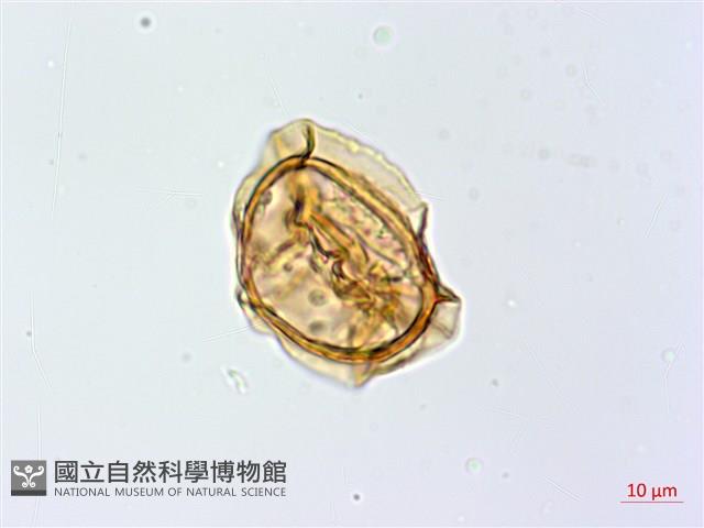 大葉貞蕨藏品圖，第2張